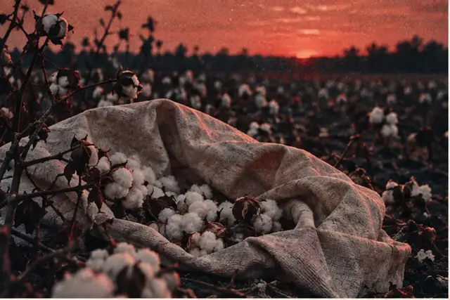 Champ de coton désert sous un ciel sombre, sans personnage ni archive prétendue